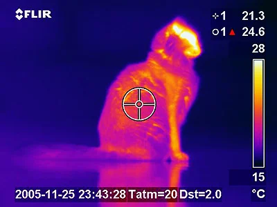 热成像中的猫:热点沿着耳朵、鼻尖和身体边缘分布
